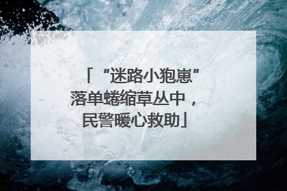 “迷路小狍崽”落单蜷缩草丛中，民警暖心救助