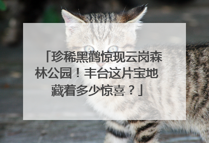珍稀黑鹳惊现云岗森林公园！丰台这片宝地藏着多少惊喜？
