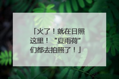 火了！就在日照这里！“夏雨荷”们都去拍照了！