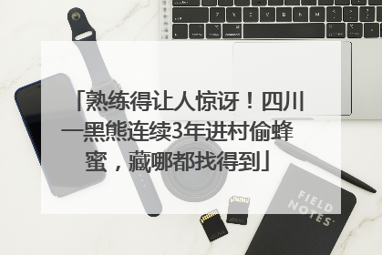 熟练得让人惊讶！四川一黑熊连续3年进村偷蜂蜜，藏哪都找得到