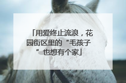用爱终止流浪，花园街区里的“毛孩子”也想有个家