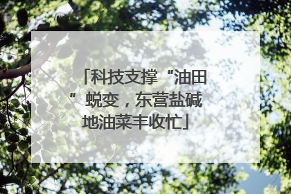 科技支撑“油田”蜕变，东营盐碱地油菜丰收忙