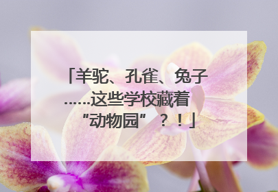 羊驼、孔雀、兔子……这些学校藏着 “动物园”？！
