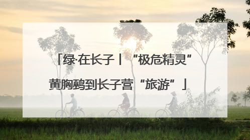 绿·在长子丨“极危精灵”黄胸鹀到长子营“旅游”