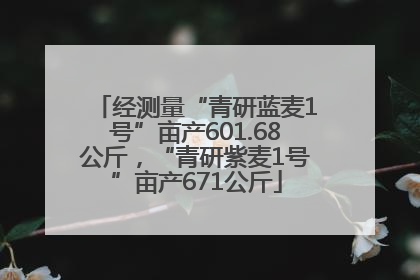 经测量“青研蓝麦1号”亩产601.68公斤，“青研紫麦1号”亩产671公斤