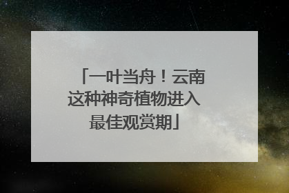 一叶当舟！云南这种神奇植物进入最佳观赏期