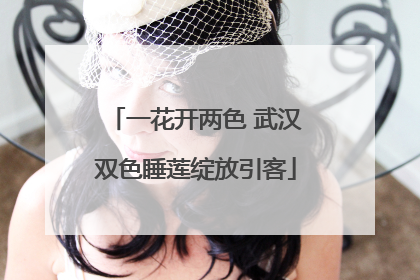 一花开两色 武汉双色睡莲绽放引客