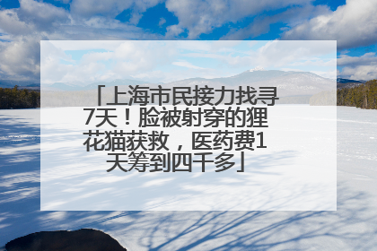 上海市民接力找寻7天！脸被射穿的狸花猫获救，医药费1天筹到四千多