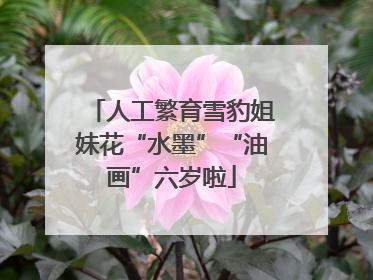 人工繁育雪豹姐妹花“水墨”“油画”六岁啦