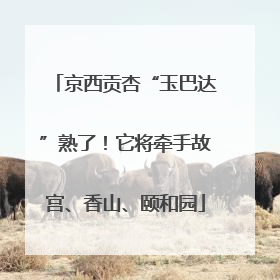 京西贡杏“玉巴达”熟了！它将牵手故宫、香山、颐和园