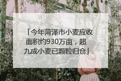 今年菏泽市小麦应收面积约930万亩，超九成小麦已颗粒归仓