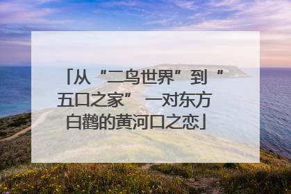 从“二鸟世界”到“五口之家” 一对东方白鹳的黄河口之恋
