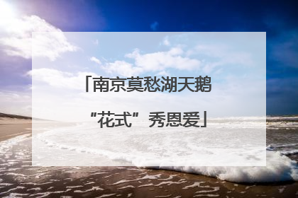 南京莫愁湖天鹅“花式”秀恩爱