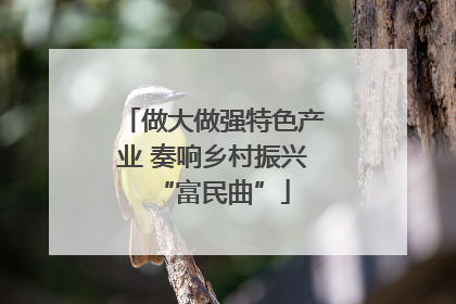做大做强特色产业 奏响乡村振兴“富民曲”