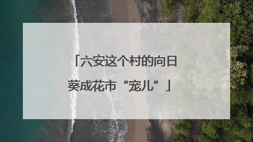 六安这个村的向日葵成花市“宠儿”