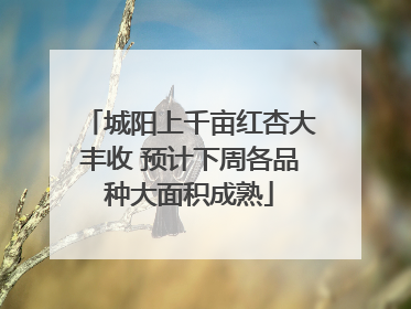 城阳上千亩红杏大丰收 预计下周各品种大面积成熟