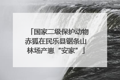 国家二级保护动物赤狐在民乐县锯条山林场产崽“安家”