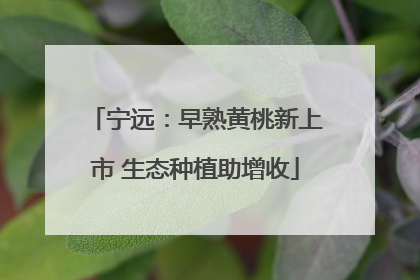 宁远：早熟黄桃新上市 生态种植助增收