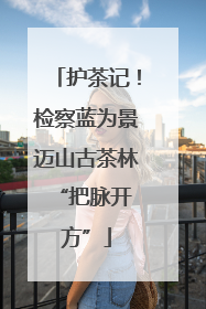 护茶记！检察蓝为景迈山古茶林 “把脉开方”