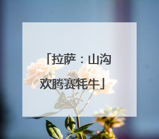 拉萨：山沟欢腾赛牦牛
