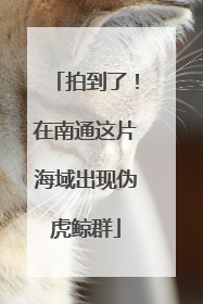 拍到了！在南通这片海域出现伪虎鲸群