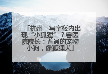 杭州一写字楼内出现“小狐狸”？兽医院院长：普通的宠物小狗，像狐狸犬