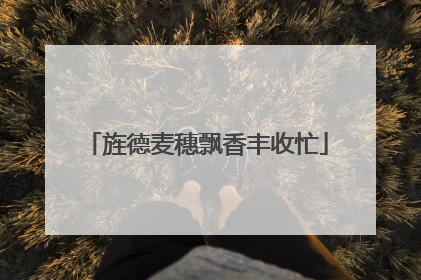 旌德麦穗飘香丰收忙