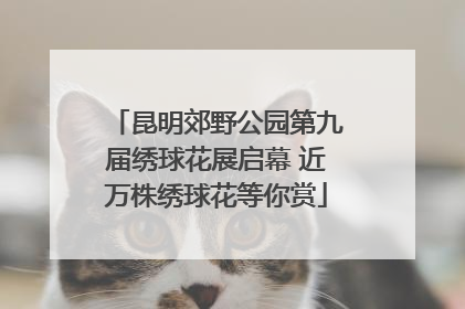 昆明郊野公园第九届绣球花展启幕 近万株绣球花等你赏