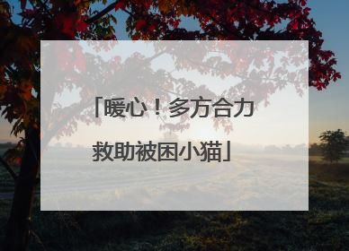 暖心！多方合力救助被困小猫
