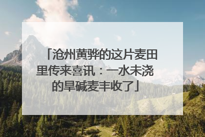 沧州黄骅的这片麦田里传来喜讯：一水未浇的旱碱麦丰收了