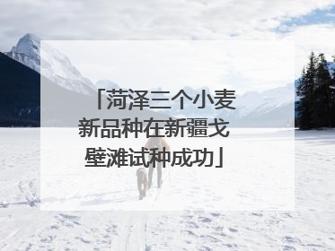 菏泽三个小麦新品种在新疆戈壁滩试种成功