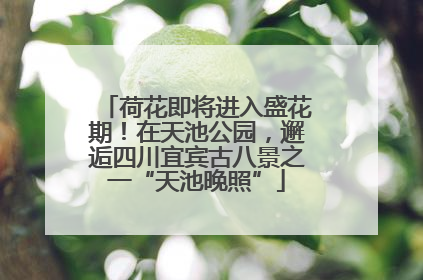 荷花即将进入盛花期！在天池公园，邂逅四川宜宾古八景之一“天池晚照”