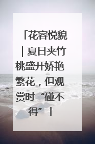 花容悦貌｜夏日夹竹桃盛开娇艳繁花，但观赏时“碰不得”