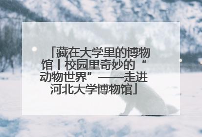 藏在大学里的博物馆丨校园里奇妙的“动物世界”——走进河北大学博物馆