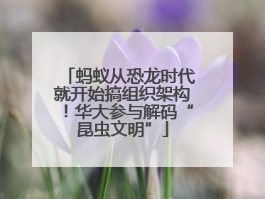 蚂蚁从恐龙时代就开始搞组织架构！华大参与解码“昆虫文明”