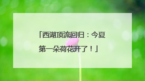 西湖顶流回归：今夏第一朵荷花开了！