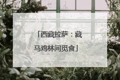 西藏拉萨：藏马鸡林间觅食