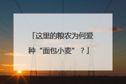 这里的粮农为何爱种“面包小麦”？