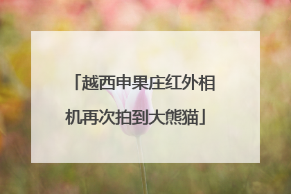 越西申果庄红外相机再次拍到大熊猫