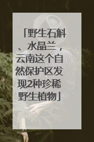 野生石斛、水晶兰，云南这个自然保护区发现2种珍稀野生植物