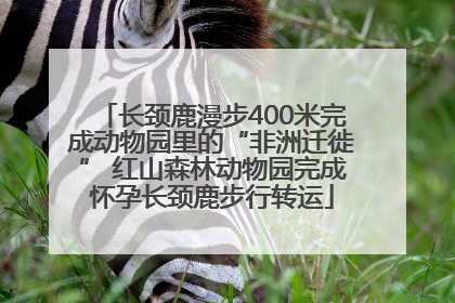 长颈鹿漫步400米完成动物园里的“非洲迁徙” 红山森林动物园完成怀孕长颈鹿步行转运