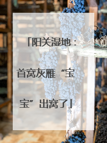 阳关湿地：首窝灰雁“宝宝”出窝了