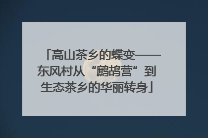 高山茶乡的蝶变——东风村从“鹧鸪营”到生态茶乡的华丽转身