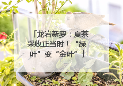 龙岩新罗：夏茶采收正当时！“绿叶”变“金叶”